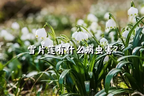 雪片莲有什么病虫害？