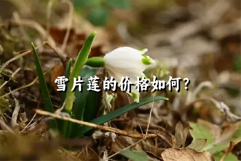 雪片莲的价格如何？