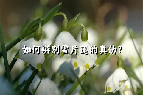 如何辨别雪片莲的真伪？