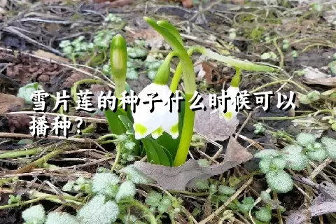 雪片莲的种子什么时候可以播种？