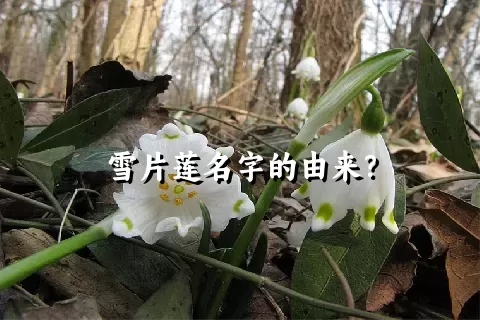 雪片莲名字的由来？