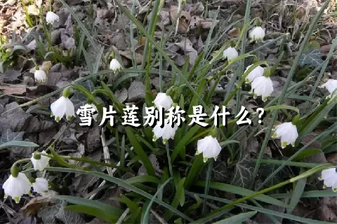 雪片莲别称是什么？