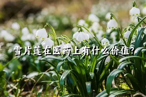 雪片莲在医药上有什么价值？