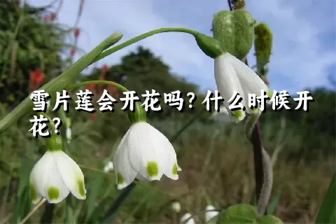 雪片莲会开花吗？什么时候开花？