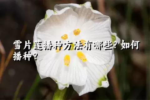 雪片莲播种方法有哪些？如何播种？