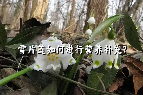 雪片莲如何进行营养补充？