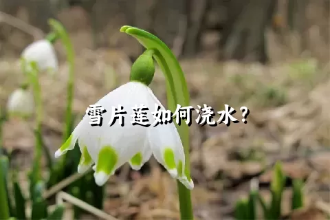 雪片莲如何浇水？