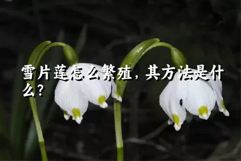 雪片莲怎么繁殖，其方法是什么？