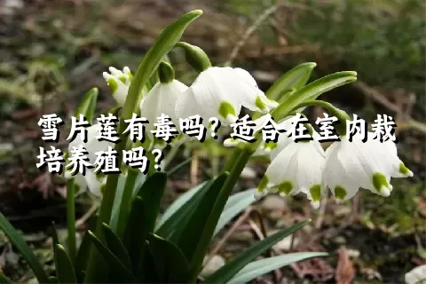 雪片莲有毒吗？适合在室内栽培养殖吗？