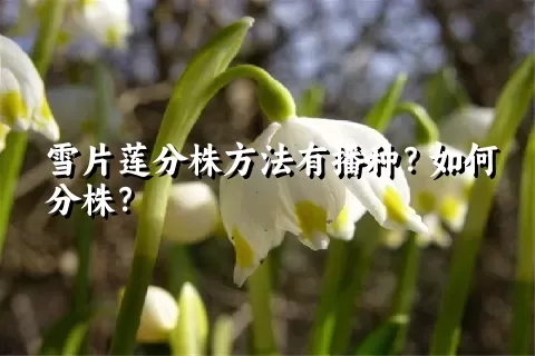 雪片莲分株方法有播种？如何分株？