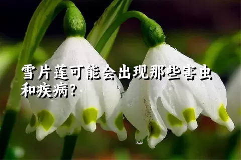 雪片莲可能会出现那些害虫和疾病？