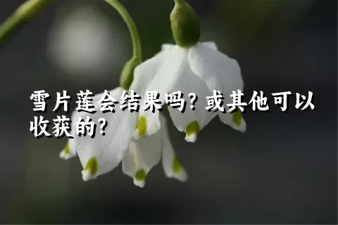 雪片莲会结果吗？或其他可以收获的？