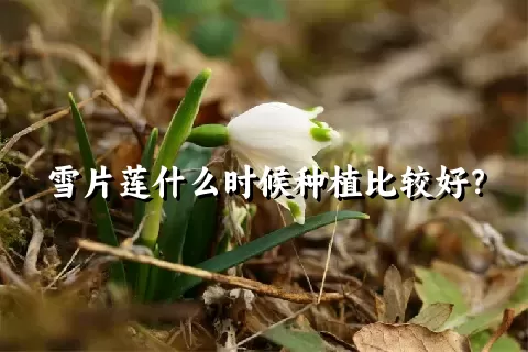 雪片莲什么时候种植比较好？