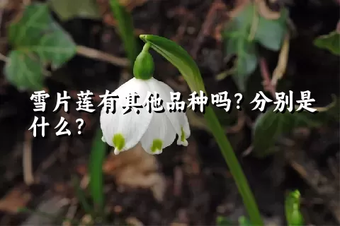 雪片莲有其他品种吗？分别是什么？