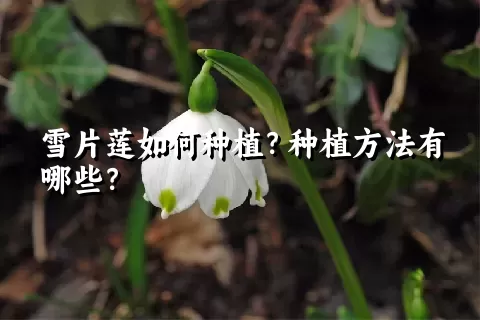 雪片莲如何种植？种植方法有哪些？