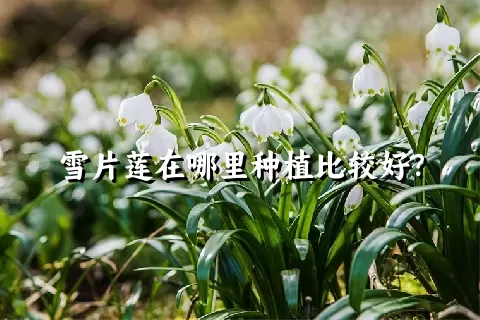 雪片莲在哪里种植比较好？