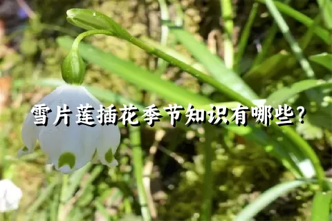 雪片莲插花季节知识有哪些？