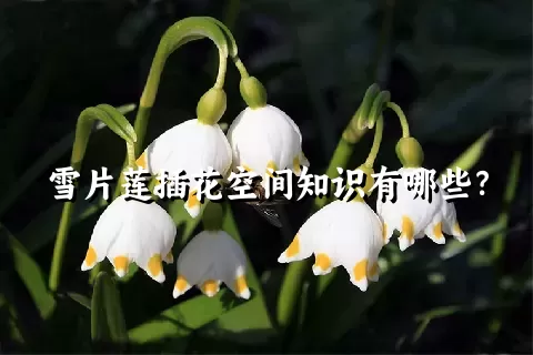 雪片莲插花空间知识有哪些？