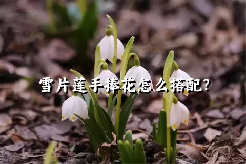 雪片莲手捧花怎么搭配？