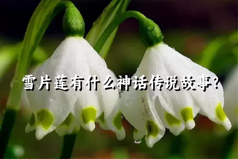 雪片莲有什么神话传说故事？