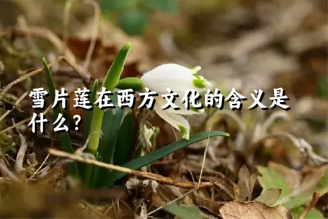 雪片莲在西方文化的含义是什么？