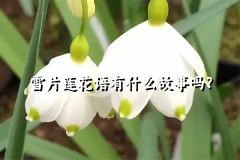 雪片莲花语有什么故事吗？