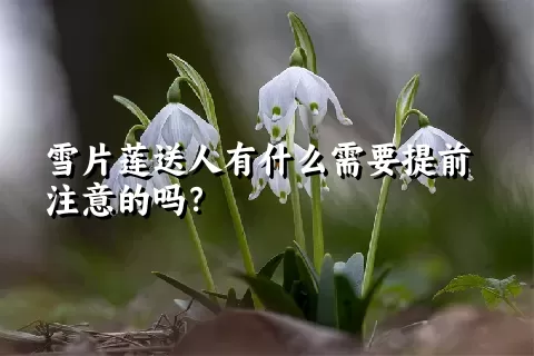 雪片莲送人有什么需要提前注意的吗？