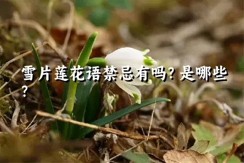 雪片莲花语禁忌有吗？是哪些？