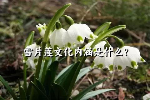 雪片莲文化内涵是什么？