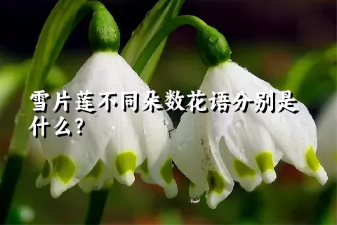 雪片莲不同朵数花语分别是什么？