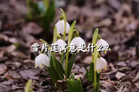 雪片莲寓意是什么？