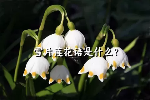 雪片莲花语是什么？