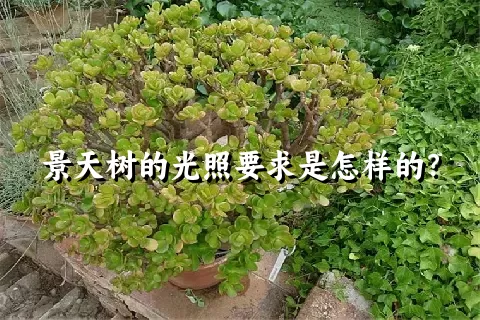 景天树的光照要求是怎样的？