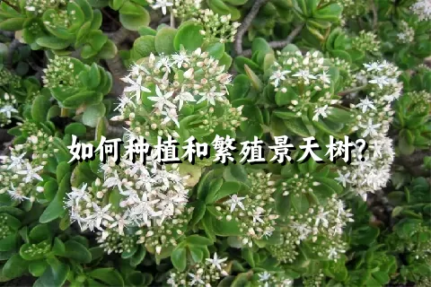 如何种植和繁殖景天树？