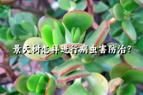 景天树怎样进行病虫害防治？