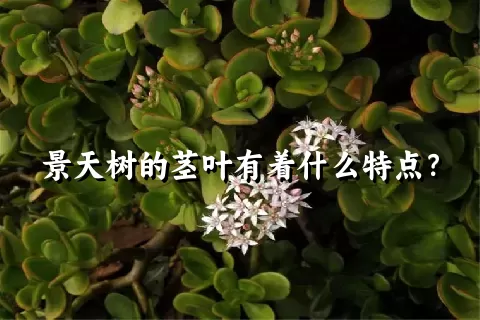 景天树的茎叶有着什么特点？