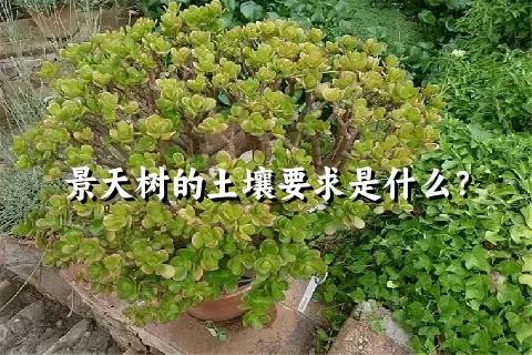 景天树的土壤要求是什么？