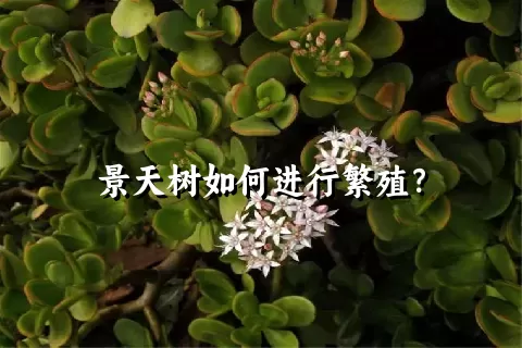 景天树如何进行繁殖？