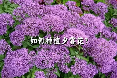 如何种植夕雾花？