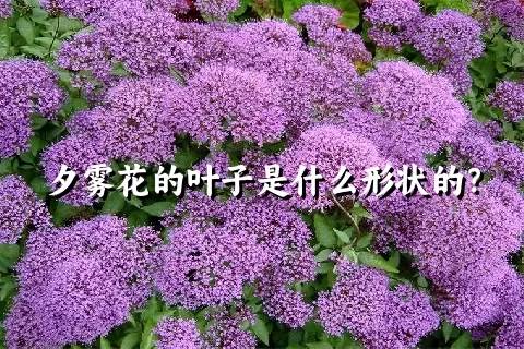 夕雾花的叶子是什么形状的？