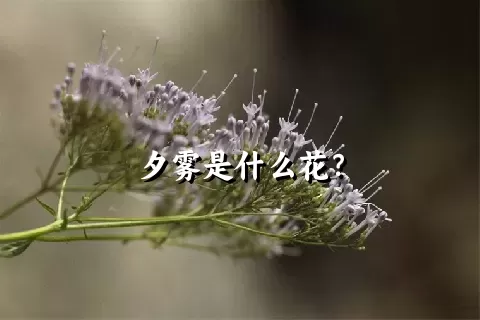 夕雾是什么花？