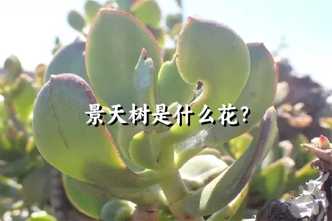 景天树是什么花？