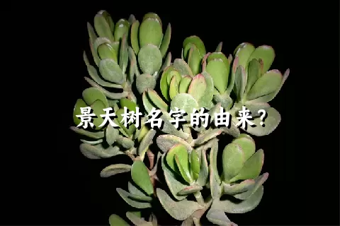 景天树名字的由来？