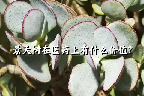 景天树在医药上有什么价值？