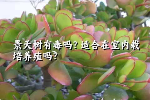 景天树有毒吗？适合在室内栽培养殖吗？