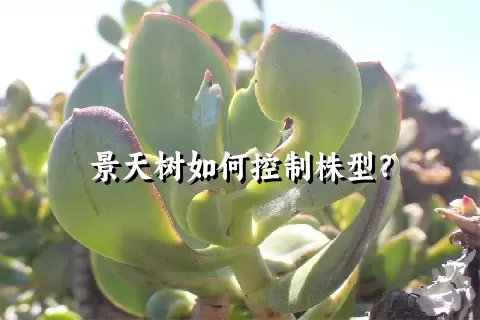 景天树如何控制株型？