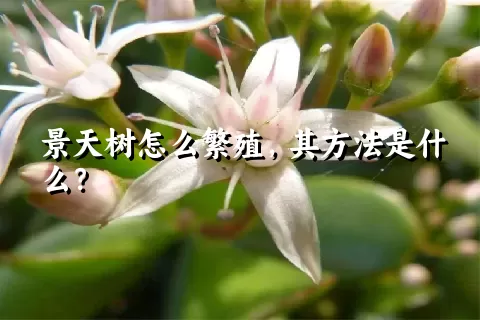 景天树怎么繁殖，其方法是什么？