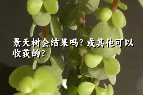 景天树会结果吗？或其他可以收获的？