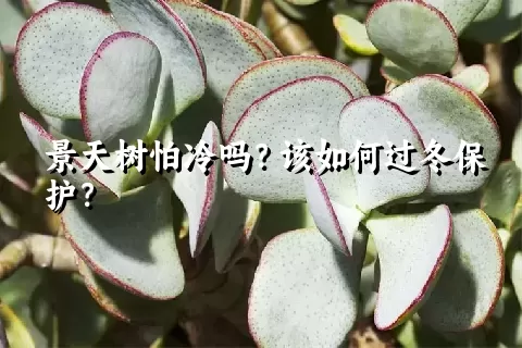 景天树怕冷吗？该如何过冬保护？