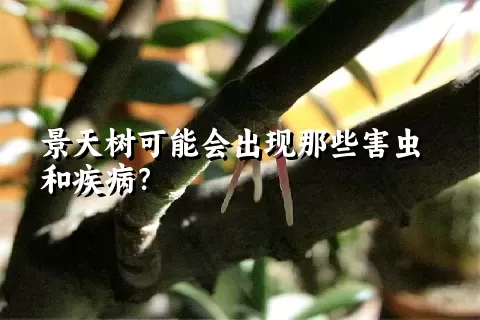 景天树可能会出现那些害虫和疾病？